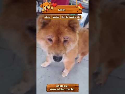 Vídeo de Kelvin