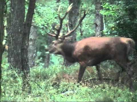 Edelhertenbronst 2.Veluwe