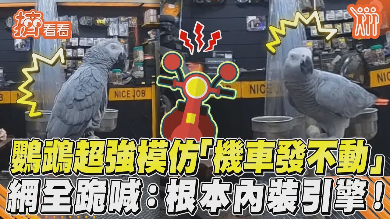影音／鸚鵡超強模仿「機車發不動」　網全跪喊：根本內裝引擎！