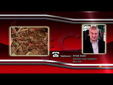 FONO: Petar Radić - Setva pšenice