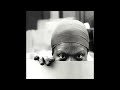 Nina Simone - Old Jim Crow (rare live of unknown origin)