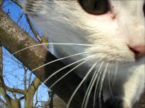 DEŽO @ Jaromír Nohavica Virtuálky 3  # 67