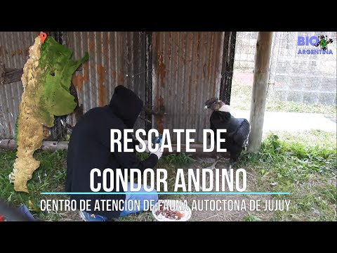 RESCATE DE CONDOR ANDINO EN EL CENTRO DE ATENCIÓN DE FAUNA AUTÓCTONA DE JUJUY (CAFAJu - ARGENTINA)