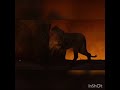 The Lion King 2019 Scar Vs Simba Swedish Svenska Audio Only