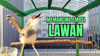 Download lagu suara burung CIBLEK GACOR NGEBREN Pancingan Ciblek Semi bahan jadikan ciblek kristal gacor Tarung mp3