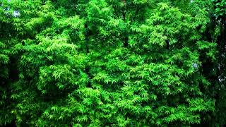 Download lagu TIDUR DENGAN SUARA ANGIN BERHEMBUS | RELAKSASI, TIDUR, BERSANTAI mp3