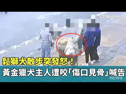 鬆獅犬散步突發怒！　黃金獵犬主人遭咬「傷口見骨」喊告