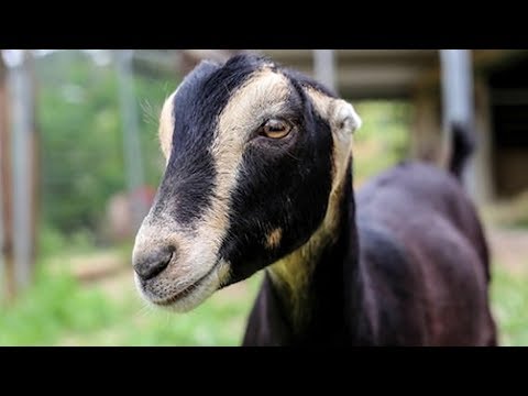 , title : 'Lamancha Dairy Goats | High Production Docile Nature'