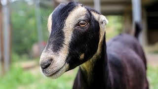 Lamancha Dairy Goats | High Production Docile Nature