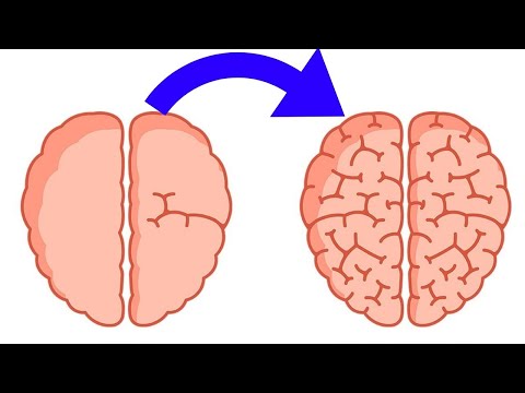 100% Gehirnpotential aktivieren! 5 Substanzen für Dein Gehirn! 🧠 Intelligenz Booster!
