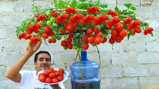 طريقة مذهلة وحصاد غير متوقع لزراعة الطماطم داخل قنينة بلاستيك بدون مساحة ولا ارض