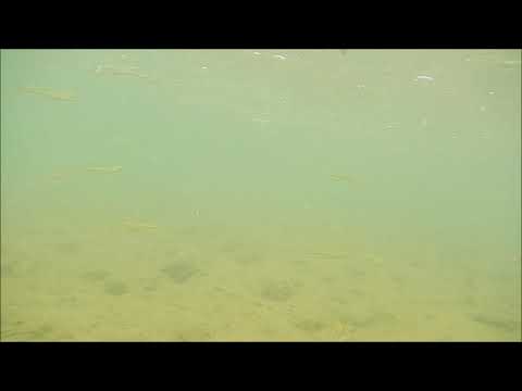 Thorichthys helleri rio Puyacatengo