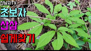 5구 산삼! 초보산행 산삼자생지 쉽게찾기 천종 만나세요! 산삼효능 산삼산행 산남자 약초 버섯 산나물 항암 자…