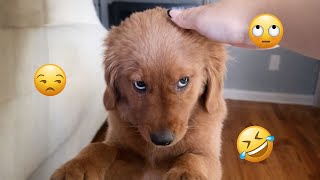 2025 Is Almost Over… But These Dogs Are Still Pure Comedy 😂🐶 Funny Dog Videos 2025 #22