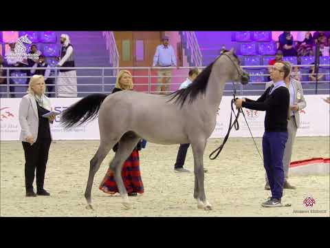 N 153 SHAMIKH AL BIDAYER   Sharjah Arabian Horse Festival 2020   Yearling Colts Class 7B