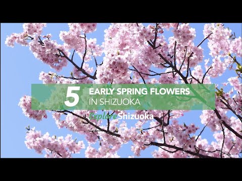 5 Early Spring Blossoms in Shizuoka