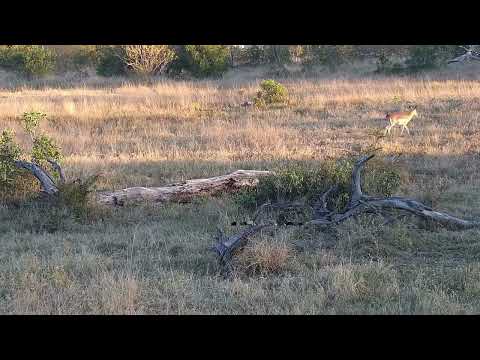 Djuma: Lone Impala female - 19:34 - 07/18/2023
