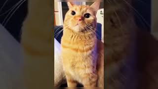 Download lagu Part 41  #funny #cat#MiniDrama mp3