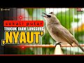 PANCINGAN TRUCUKAN GACOR FULL ROPEL PANJANG MASTERAN TRUCUKAN BAHAN CEPAT NYAUT BUNYI GACOR