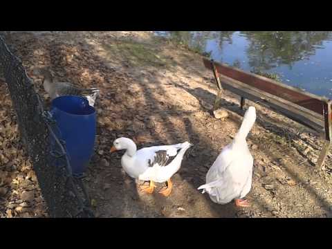 LE OCHE GUARDIANE DEL LAGO : BOVES (CN) 1 - 11 - 2014.