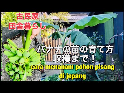 バナナの木が喉が渇いているかどうかはどうやってわかりますか?水やりのポイント  庭園