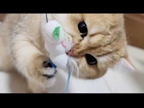 [Petz Route] Silk Cocoon Kasha Kasha Cat toy