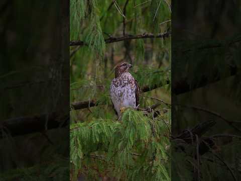 アカ肩タカ #タカ #野生動物