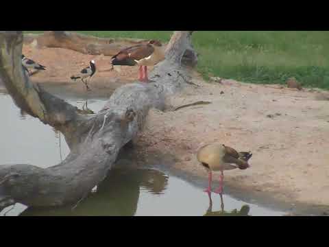 Djuma: Egyptian Geese, Blacksmith Lapwings and Monitor Lizard at pan - 18:14 - 01/12/19