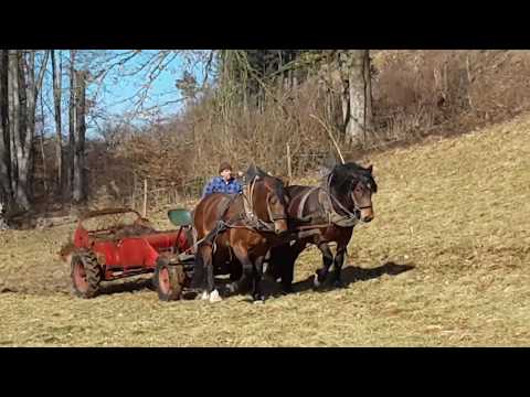 Alztaler Fuhrleut: Mist fahren mit Süddeutschen Kaltblut Hengsten (Teil 1)