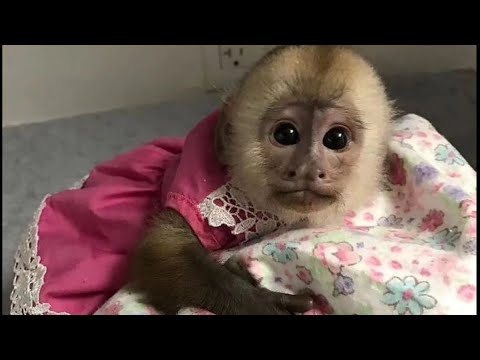 Biggest Regrets and Elon's Child