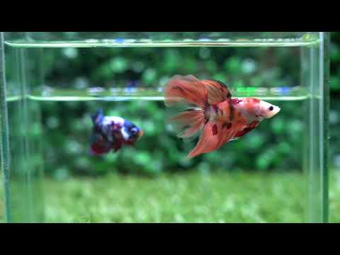 Betta USA TI 1286 Live Betta Fish High Quality Halfmoon Male Nemo  Koi