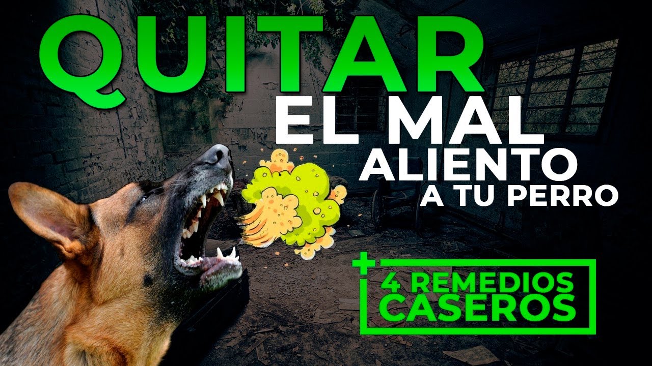 4 REMEDIOS CASEROS para el MAL ALIENTO de TU PERRO (Fácil y barato)