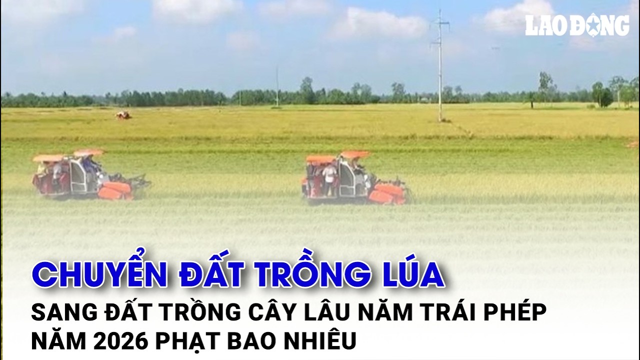Chuyển đất trồng lúa sang đất trồng cây lâu năm trái phép năm 2026 phạt bao nhiê