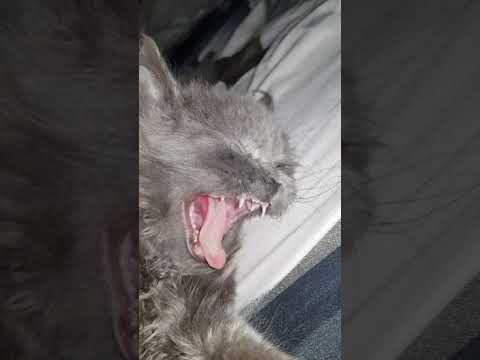 Swayam group Bilaspur