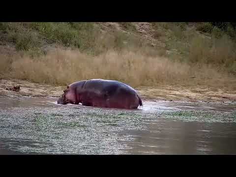Djuma: Hippo getting active before leaving the dam - 17:07 - 06/05/2022