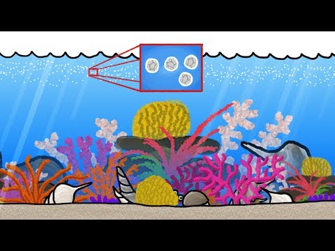 How to Make a Seashell - Just Add Water!