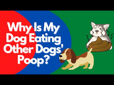 YouTube video about: Why does my dog watch my other dog eat?