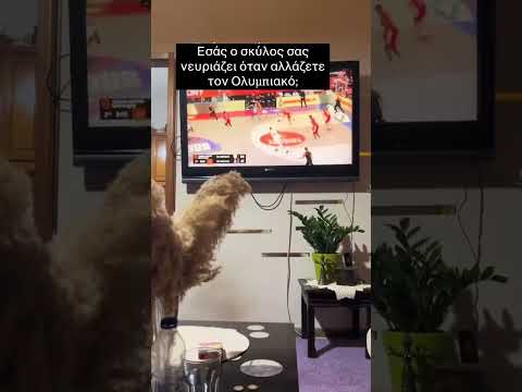 Εσάς ο σκύλος σας νευριάζει όταν αλλάζετε τον ολυμπιακό; 😂 #κατοικιδια
