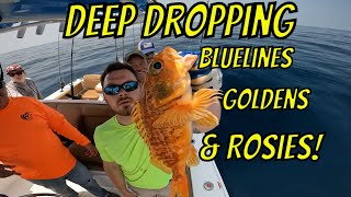 Deep Dropping for Bluelines Goldens and Rosies