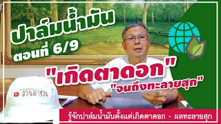 🌿 การพัฒนาตาดอก - จนถึงการเก็บทะลายผลสุกของปาล์ม ⏳ | ชาวสวนควรรู้ [ตอนที่ 6/9] #ชวนคุยเรื่องปาล์ม