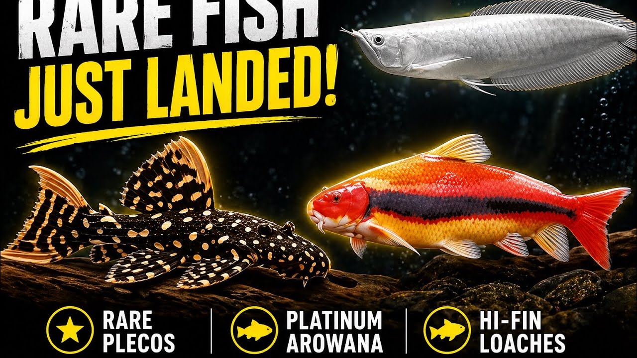     FREE KOI With Every Order?! Unboxing Rare Asian Monster Fish 😳🐟