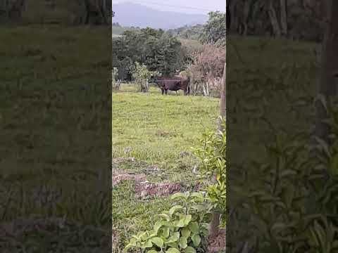 olha a  chuva aqui em Rio do Campo Santa Catarina
