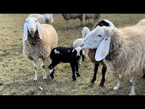 Gregge al pascolo 23 dicembre piccole realtà della valle Maira