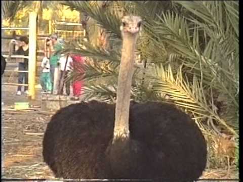 download lagu mp3 mp4 Kibbutz Haon, download lagu Kibbutz Haon gratis, unduh video klip Kibbutz Haon