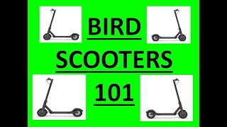 Bird Scooters 101 - Proper Use - How To Ride + (Free Promo Code)