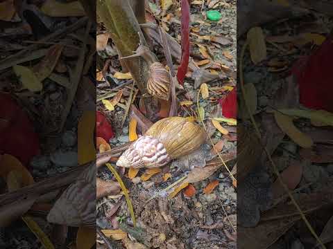 caracol africano en el municipio de caucasia antioquia #shorts