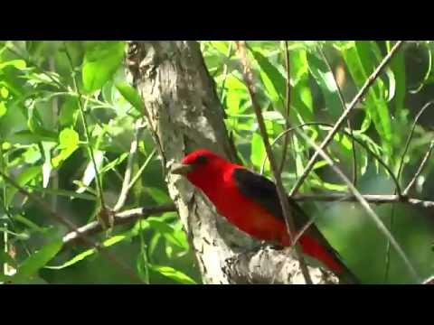 Scarlet Tanager / Song
