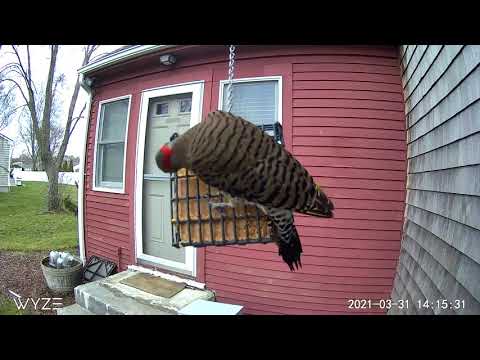 Flicker gets chased off a feeder by a grackle