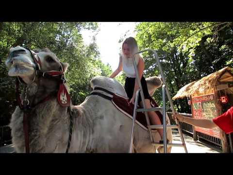 ↑↑Blondýnka leze na velblouda ↑↑