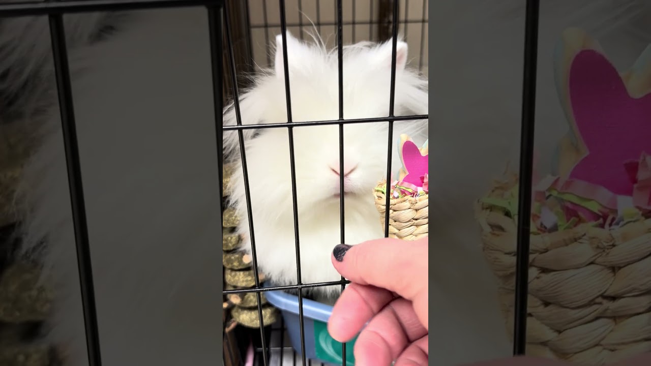 Enlarge Jessie-James- #50350, a ADOPTABLE Netherland Dwarf in Columbia, MD video 2/6